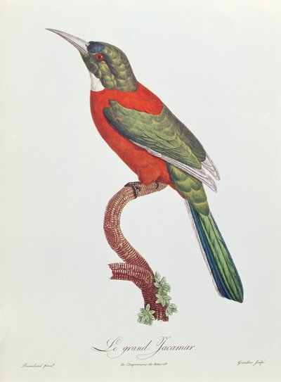 Grote Jacamar, gegraveerd door Gromillier door Jacques Barraband